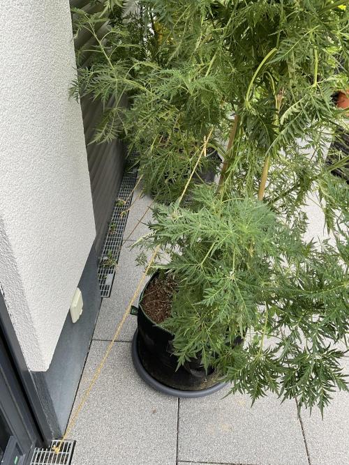 Mentha de Croco Fern-Type - TerpyZ. Week 18