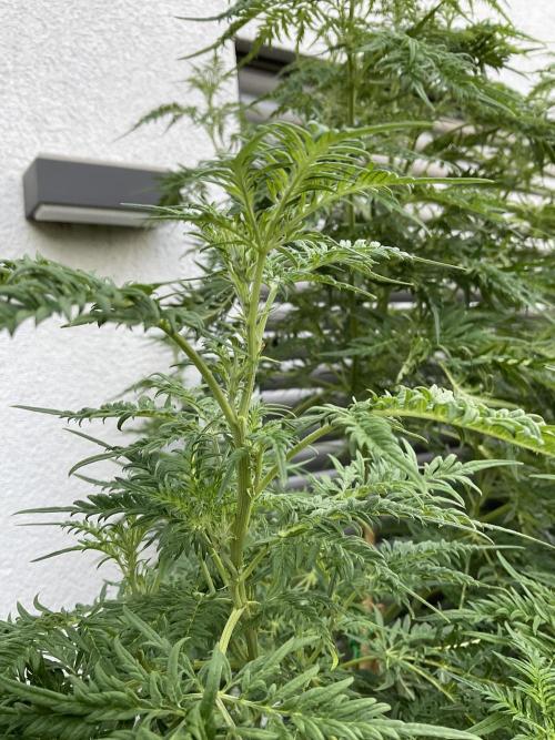 Mentha de Croco Fern-Type - TerpyZ. Week 18