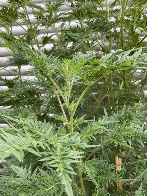 Mentha de Croco Fern-Type - TerpyZ. Week 18