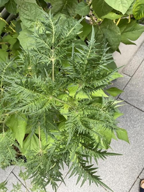 Mentha de Croco Fern-Type - TerpyZ. Week 18