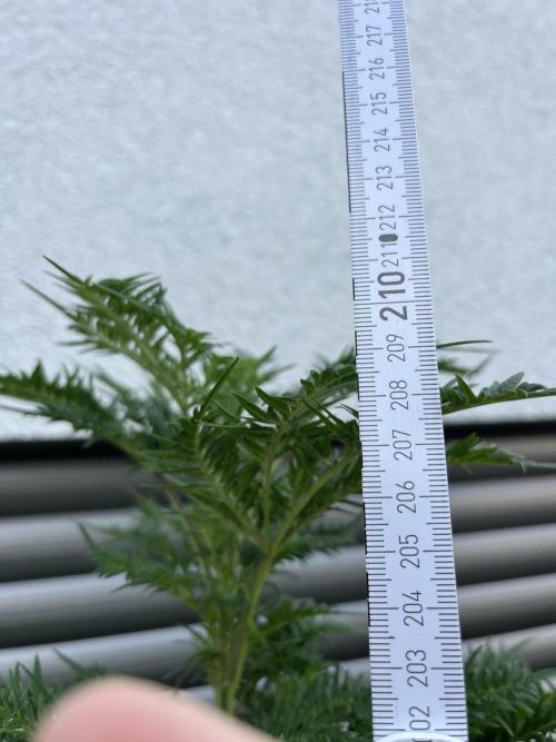 Mentha de Croco Fern-Type - TerpyZ. Week 18