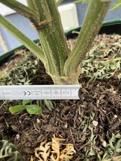 Mentha de Croco Fern-Type - TerpyZ. Week 18