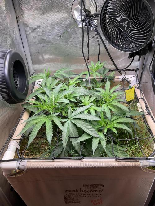 Cherry limeade Doja in living soil. Week 6