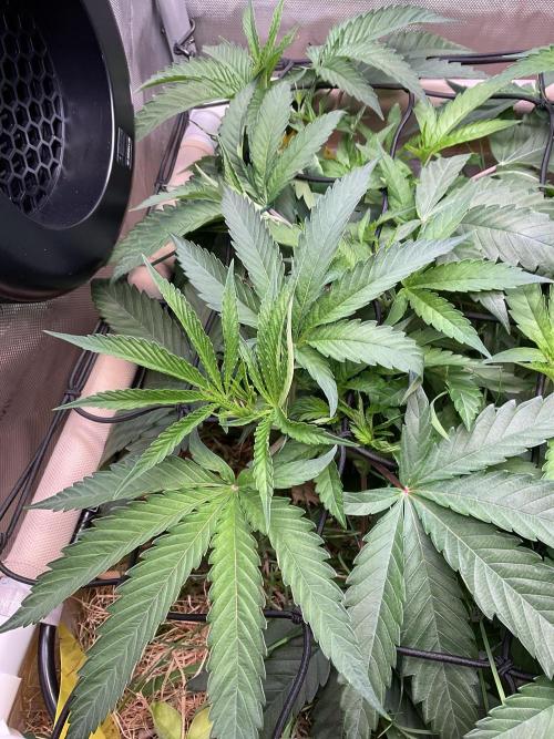 Cherry limeade Doja in living soil. Week 6