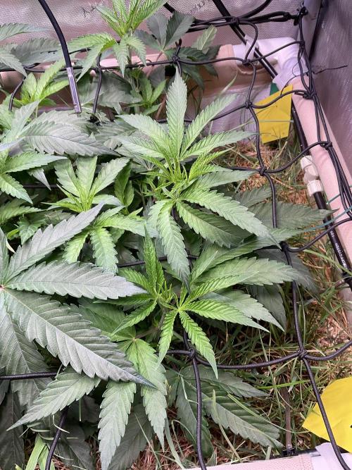 Cherry limeade Doja in living soil. Week 6