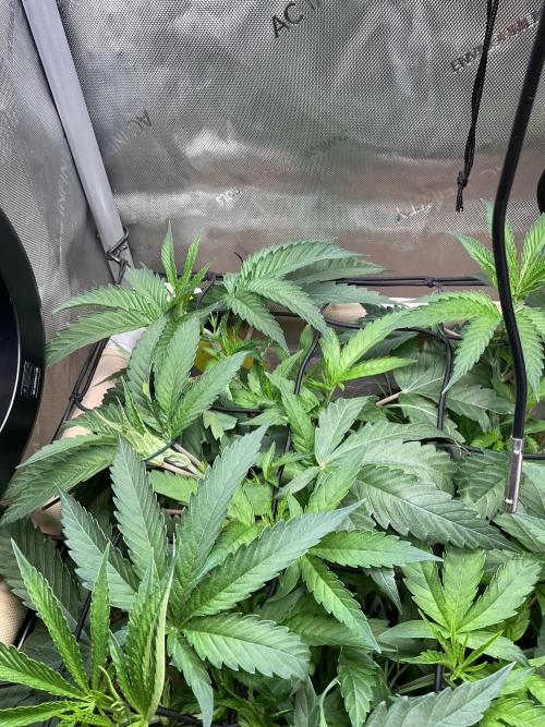 Cherry limeade Doja in living soil. Week 6