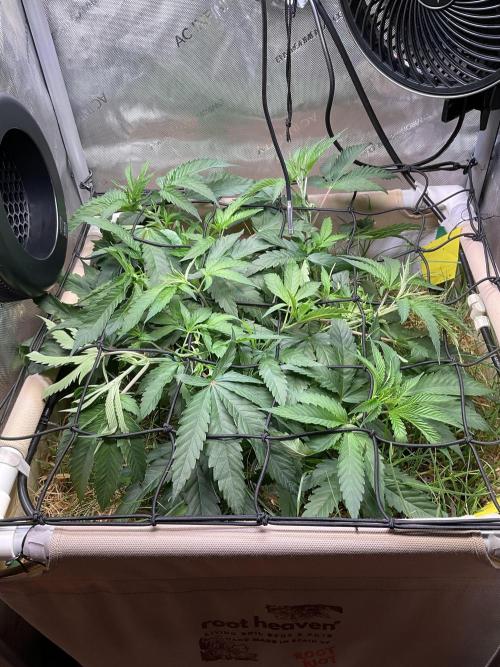 Cherry limeade Doja in living soil. Week 6