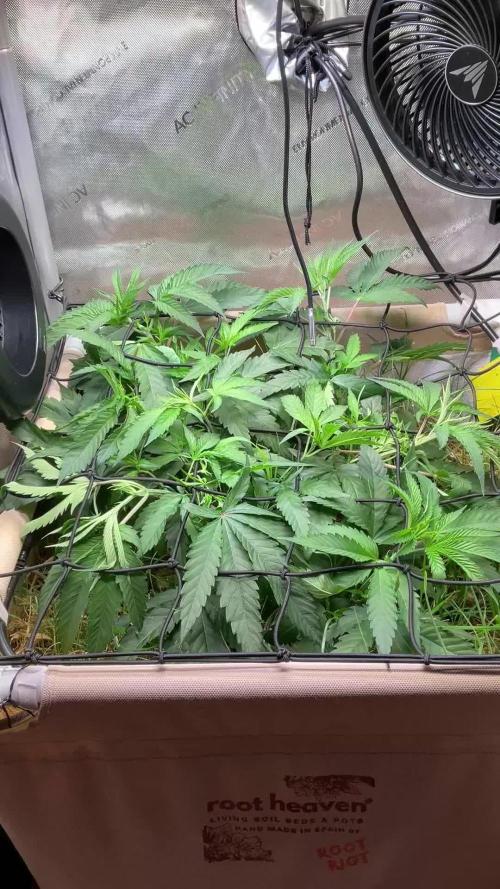 Cherry limeade Doja in living soil