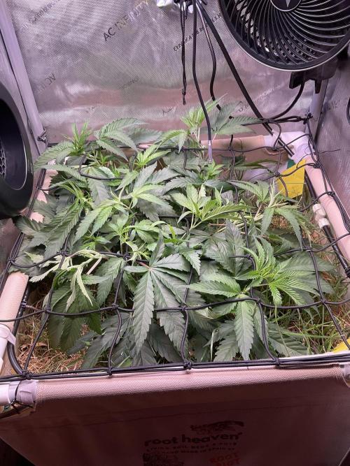 Cherry Limeade. Week 6