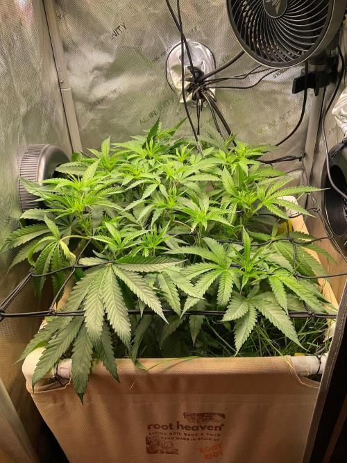 Cherry limeade Doja in living soil. Week 7