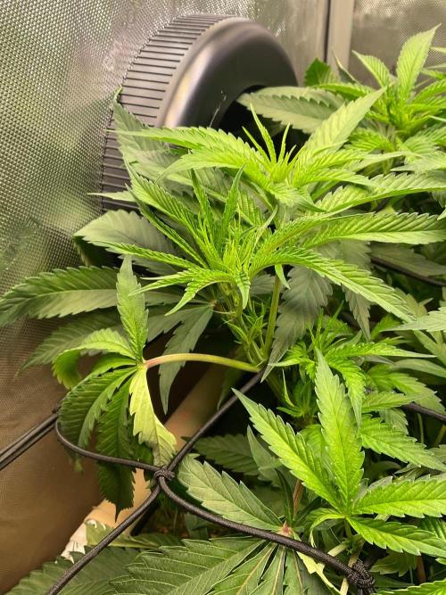 Cherry limeade Doja in living soil. Week 7