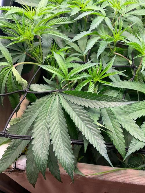 Cherry limeade Doja in living soil. Week 7