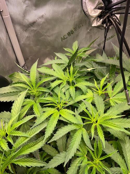 Cherry limeade Doja in living soil. Week 7