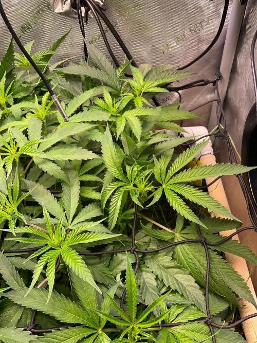 Cherry limeade Doja in living soil. Week 7