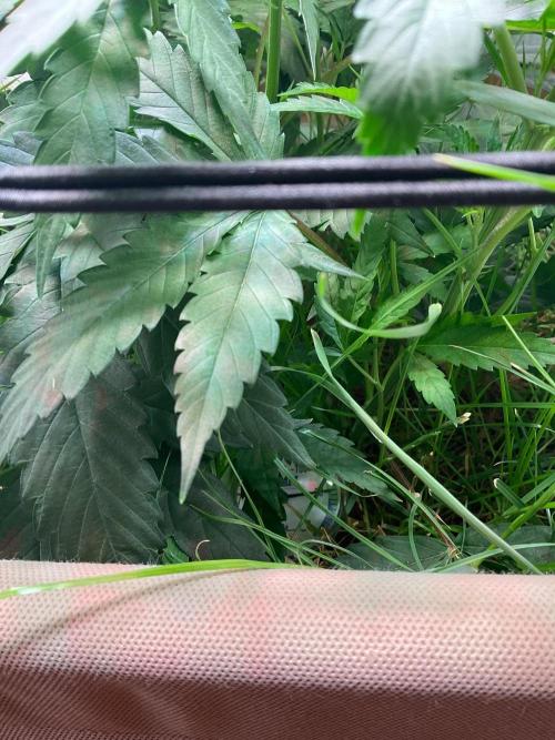 Cherry limeade Doja in living soil. Week 7