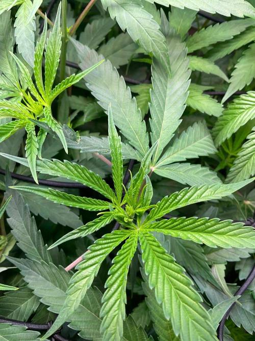Cherry limeade Doja in living soil. Week 7
