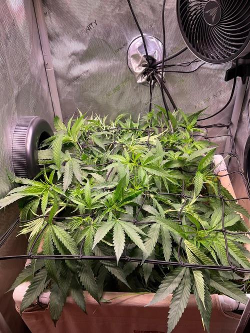 Cherry limeade Doja in living soil. Week 7