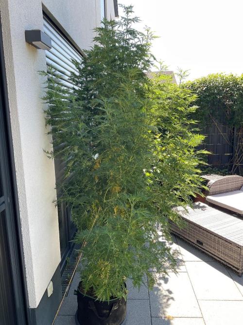 Mentha de Croco Fern-Type - TerpyZ. Week 19