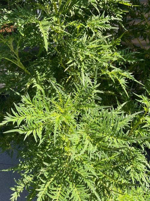 Mentha de Croco Fern-Type - TerpyZ. Week 19