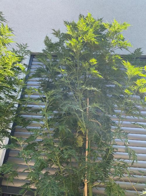 Mentha de Croco Fern-Type - TerpyZ. Week 19