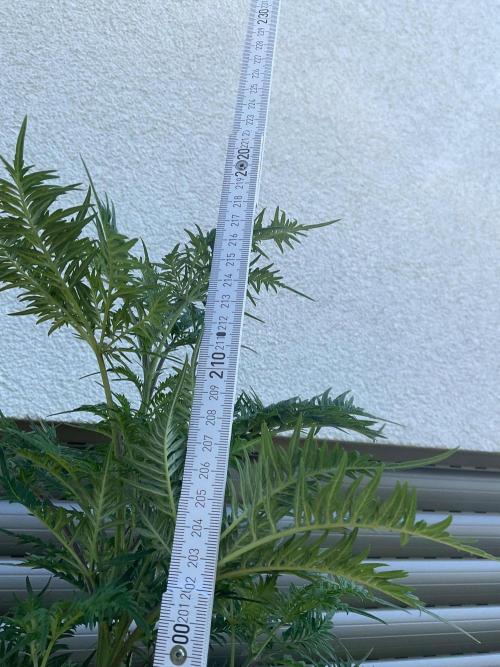 Mentha de Croco Fern-Type - TerpyZ. Week 19