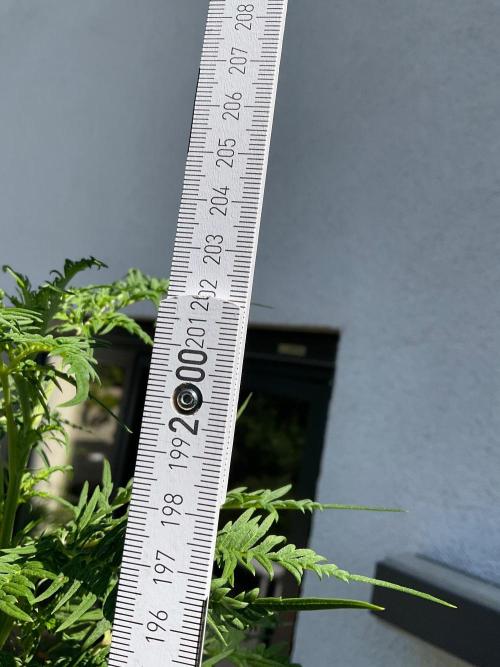Mentha de Croco Fern-Type - TerpyZ. Week 19