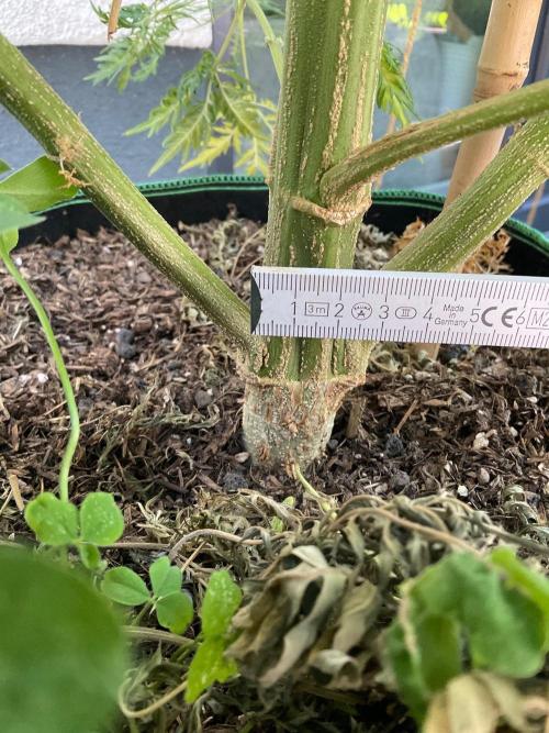 Mentha de Croco Fern-Type - TerpyZ. Week 19