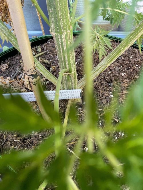 Mentha de Croco Fern-Type - TerpyZ. Week 19