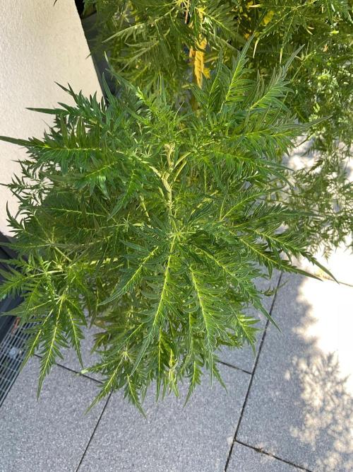 Mentha de Croco Fern-Type - TerpyZ. Week 19