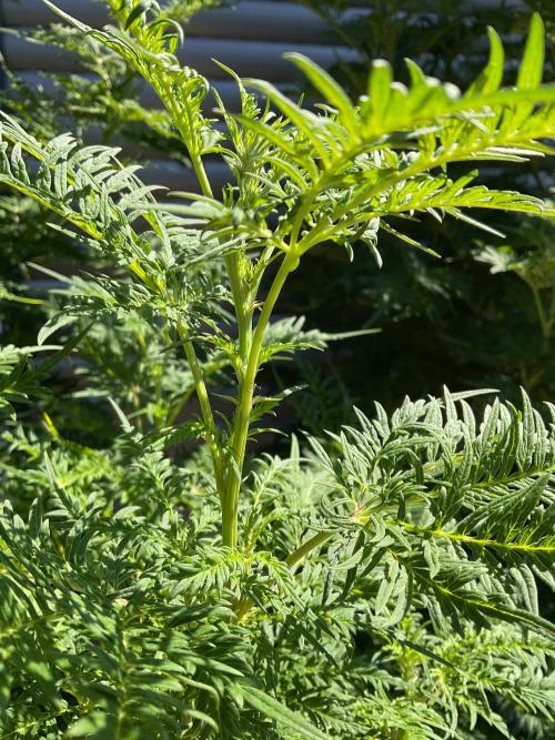 Mentha de Croco Fern-Type - TerpyZ. Week 19
