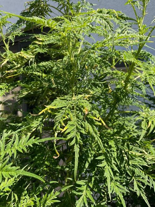 Mentha de Croco Fern-Type - TerpyZ. Week 19