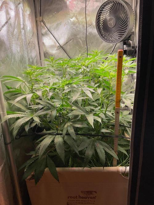 Cherry limeade Doja in living soil. Week 8