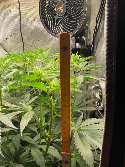 Cherry limeade Doja in living soil. Week 8