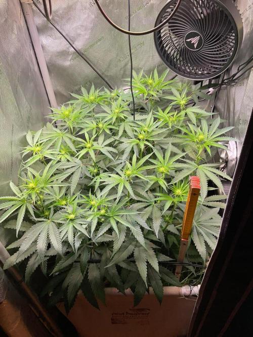 Cherry limeade Doja in living soil. Week 8