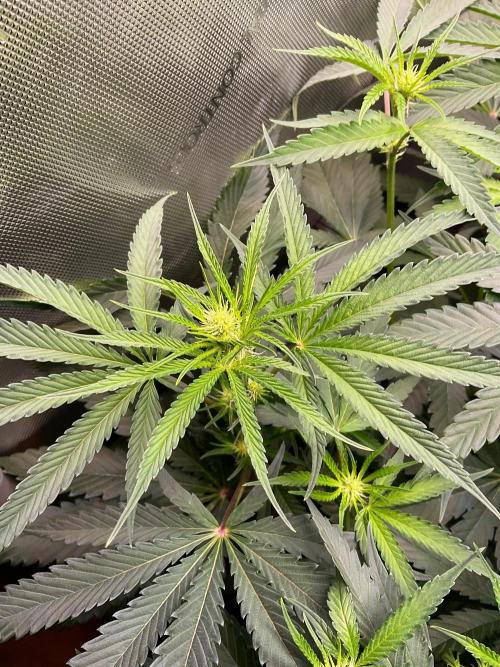 Cherry limeade Doja in living soil. Week 8