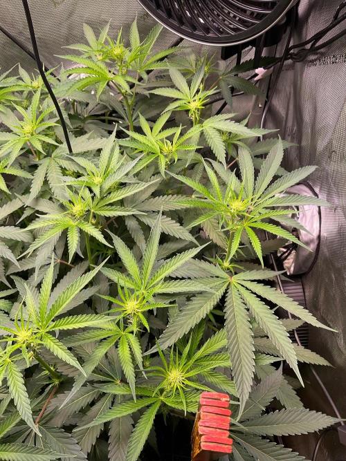 Cherry limeade Doja in living soil. Week 8