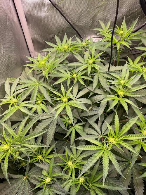 Cherry limeade Doja in living soil. Week 8
