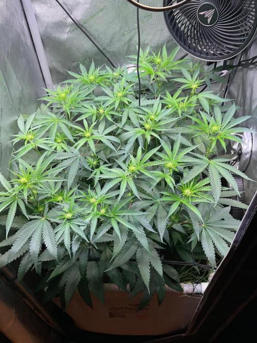 Cherry limeade Doja in living soil. Week 8