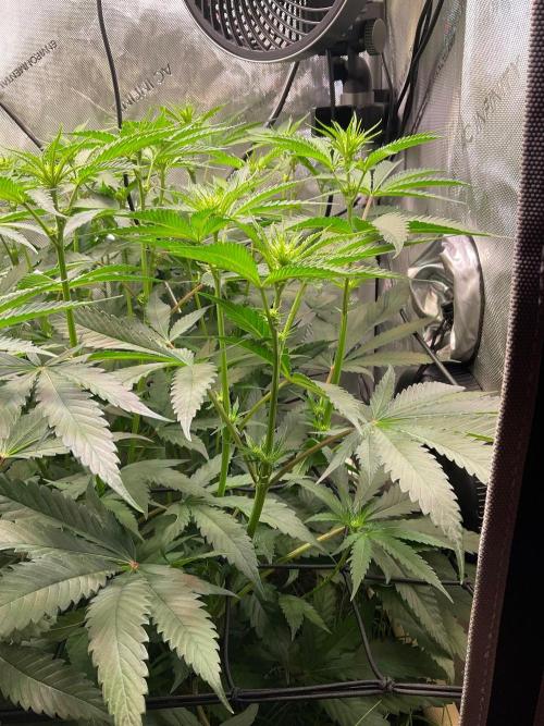 Cherry limeade Doja in living soil. Week 8