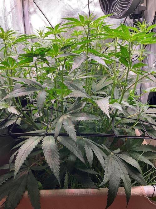Cherry limeade Doja in living soil. Week 8