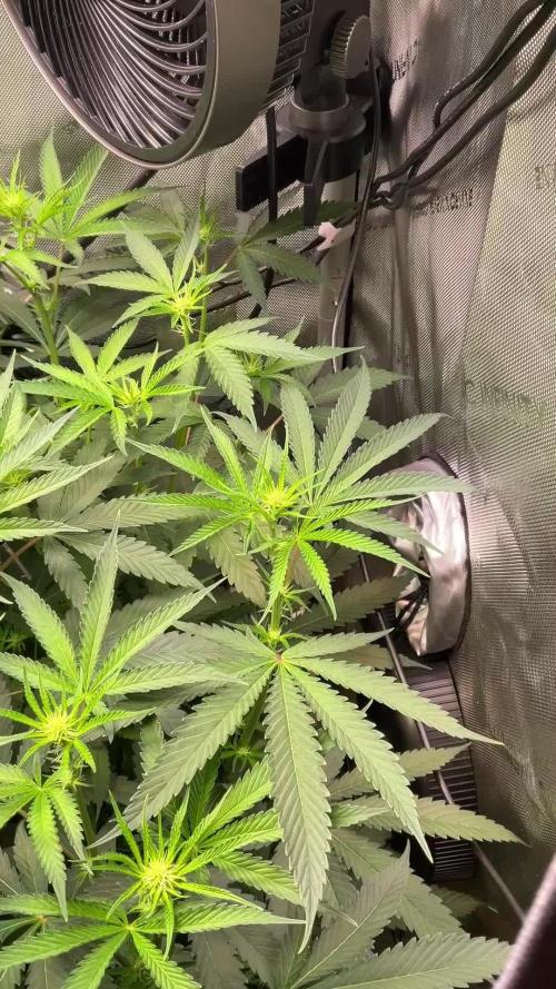 Cherry limeade Doja in living soil