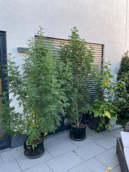 Mentha de Croco Fern-Type - TerpyZ. Week 20