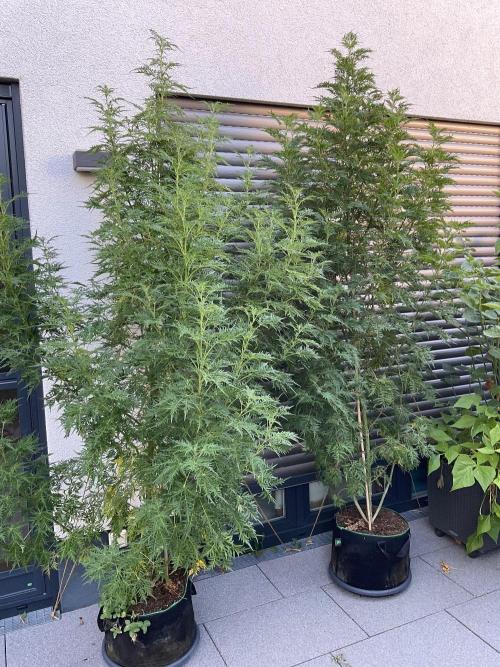Mentha de Croco Fern-Type - TerpyZ. Week 20