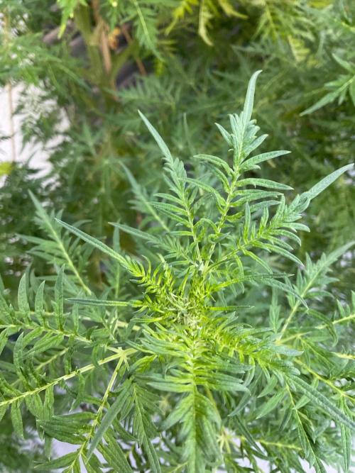 Mentha de Croco Fern-Type - TerpyZ. Week 20