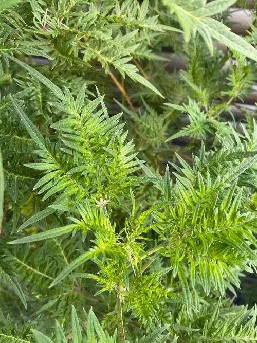 Mentha de Croco Fern-Type - TerpyZ. Week 20