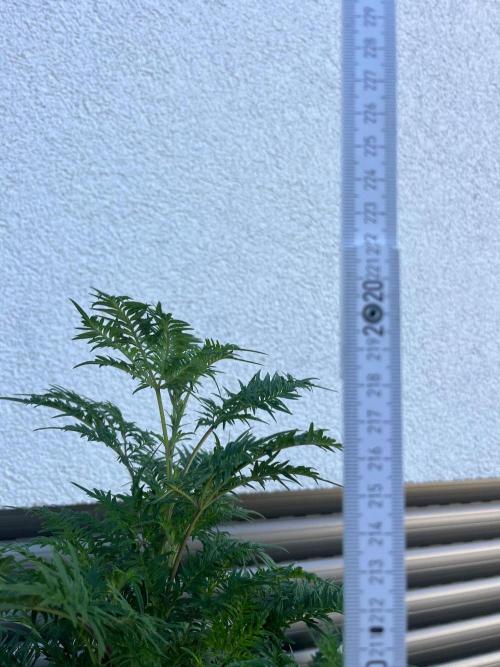 Mentha de Croco Fern-Type - TerpyZ. Week 20