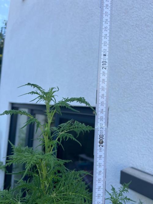 Mentha de Croco Fern-Type - TerpyZ. Week 20