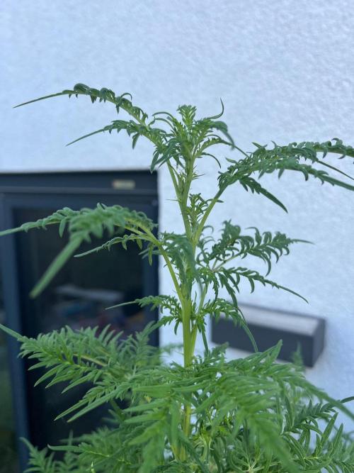 Mentha de Croco Fern-Type - TerpyZ. Week 20