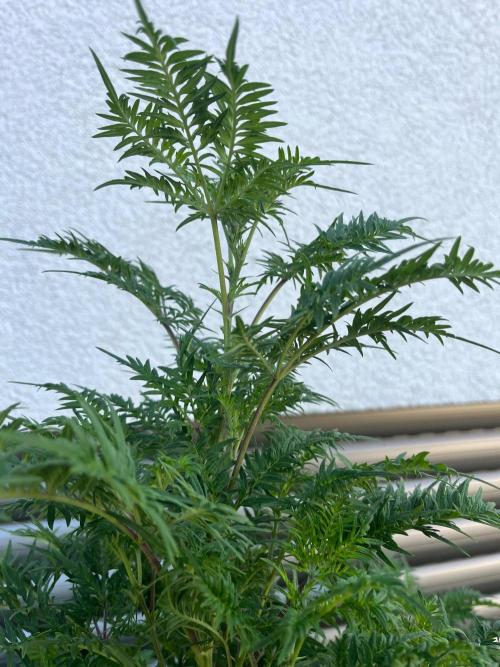 Mentha de Croco Fern-Type - TerpyZ. Week 20