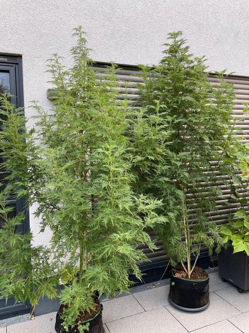 Mentha de Croco Fern-Type - TerpyZ. Week 21